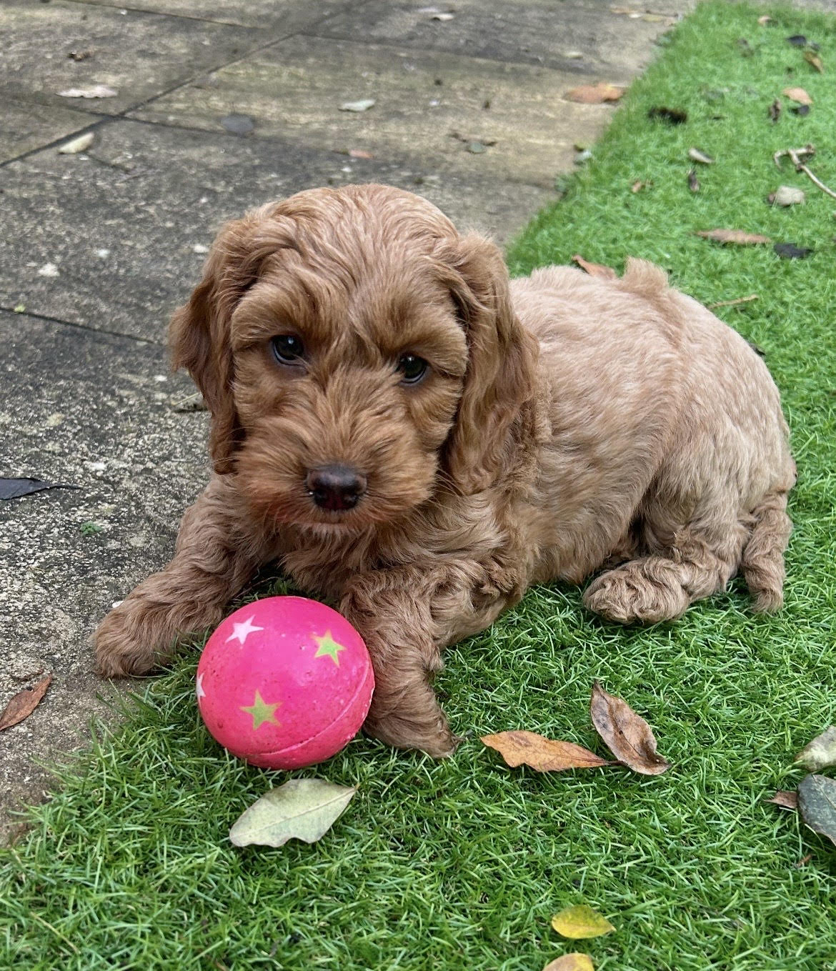 Puppy Beginner Training Classes and Socialisation